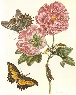 Sybilla: Butterfly and Flowers