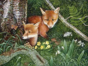 Bracken: The Butterfly ' two fox cubs in woodland
