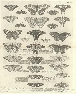 Sloane: Butterfly illustration