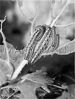 Caterpillars: BUTTERFLY LARVA