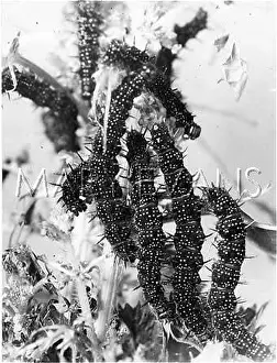 Caterpillars: BUTTERFLY LARVA