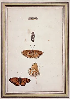 Footed: Butterfly lifecycle