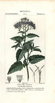 Pipa: Butterfly mist, Ageratum corymbosum