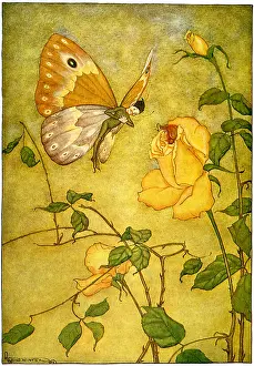 Equally: Butterfly and Rose