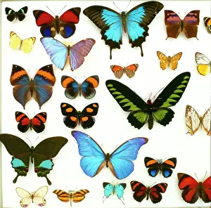 Drawer: Butterfly specimen tray