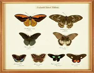 Victorian Style: Butterfly specimens showing sexual dimorphism