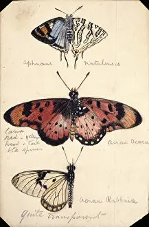 Monteiro: Butterfly studies