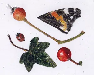 Helga Crouch: Butterfly wing, ladybird and other items
