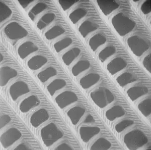 Lattice: Butterfly wing scale (part)
