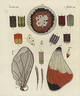 Bertuchs: Butterfly wing, showing structure, skeleton, scales