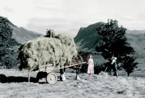 Buttermere: Buttermere, Haymaking c1955