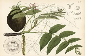 Juglans: Butternut, Juglans cinerea