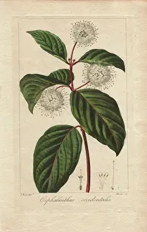Bessa: Buttonbush, Cephalanthus occidentalis