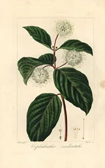 Bessa: Buttonbush, Cephalanthus occidentalis, native
