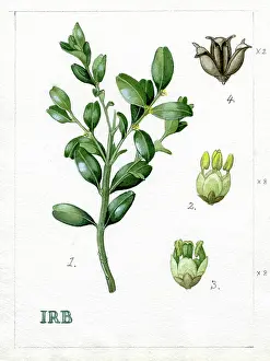 Isobel: Buxus sempervirens - common box
