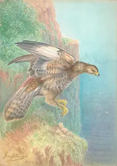 Buzzard: Buzzard