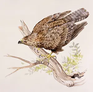 Talons: A Buzzard on a broken branch
