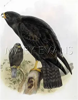 Buteo: BUZZARD / FULIGINOSUS