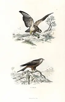 Pourrat: Buzzard and red kite
