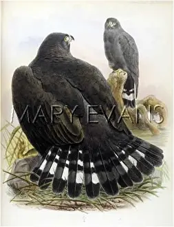 Buteo: BUZZARD / ZONOCERCUS
