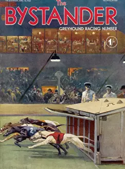 BYSTANDER GREYHOUND RACING NUMBER