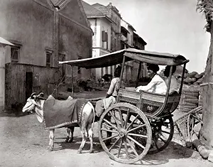 Hackney: c. 1870s India - bullock hackney carriage