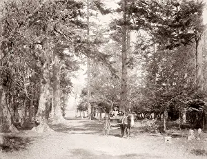 Beacon: c. 1880s - Beacon Hill Park, Victoria, British Columbia