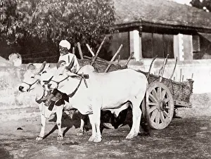Viewer: c. 1880s India - ox or cattle cart