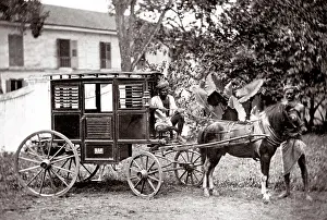 Hackney: c. 1880s India - pony hackney carriage with driver