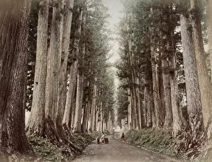 Nikko: c. 1880s Japan - pine trees and road, Nikko