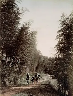 Bamboo: c. 1880s Japan - rickshaw in a bamboo grove