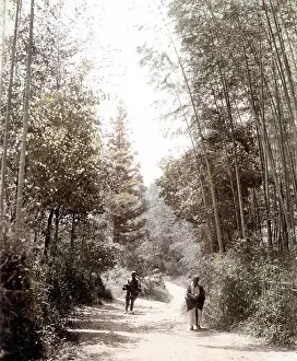 Bamboo: c. 1880s Japan - view in a bamboo grove
