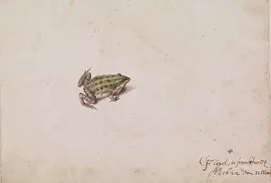 Flegel: C Flegel