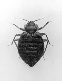 Lectularius: C0MMON BEG BUG