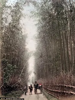 Bamboo: c.1880s Japan - bamboo grove