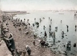 Shellfish: c.1880's Japan - picking shellfish on the shore