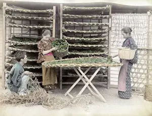 Worms: c.1880s Japan - working with silk worms