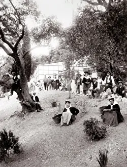 Corfu: c.1890s Greece Corfu - workers in an olive grove