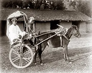 Collodion: C.1890s India - pony and trap hackney carriage cab