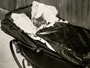 Cozy: c.1920's a kitten cozy in a pram