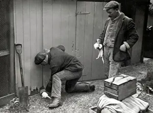 Rats: c.1920's men catching rats with ferrets