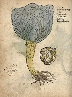 Capitata: Cabbage, Brassica oleracea var. capitata