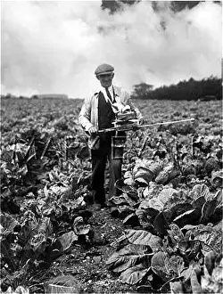 Cabbages: CABBAGE FERTILISER