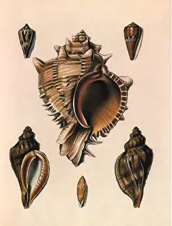 Seashell: Cabbage Murex Shell