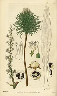 Dracaena: Cabbage palm, Cordyline australis