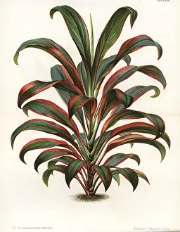 Gloriosa: Cabbage palm, Cordyline fruticosa