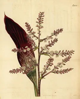Weddell: Cabbage palm, Cordyline fruticosa