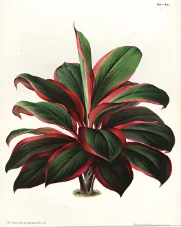 Reali: Cabbage palm tree, Cordyline fruticosa