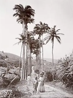 Cabbage: Cabbage palms, Barbados, West Indies, c.1890's