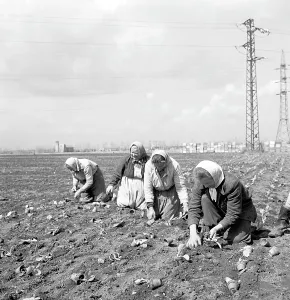 Finda: Cabbage plantation - work on knees - field - slave labor